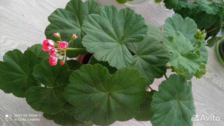 Герань пеларгония