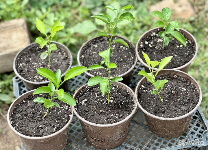 Саженцы мандаринового дерева