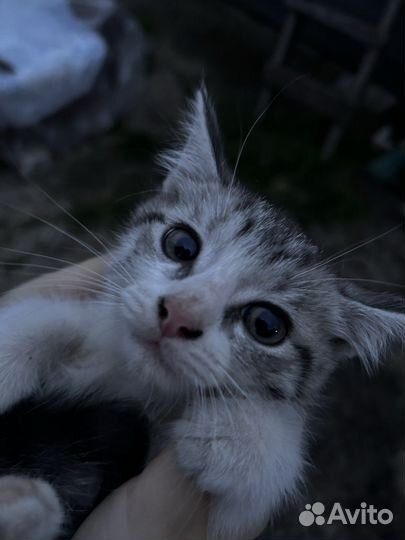 2 котенка