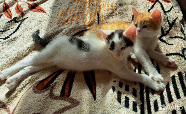 Кошки в добрые руки бесплатно