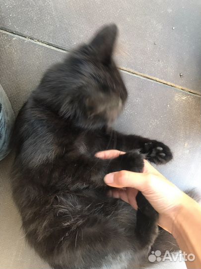 Котёнок, девочка, 5 недель