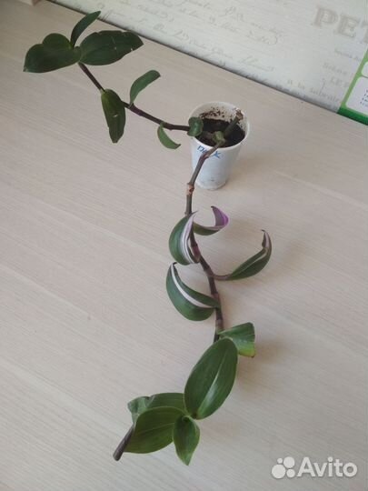 Традесканция нануок