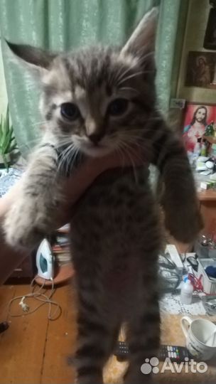 Котята