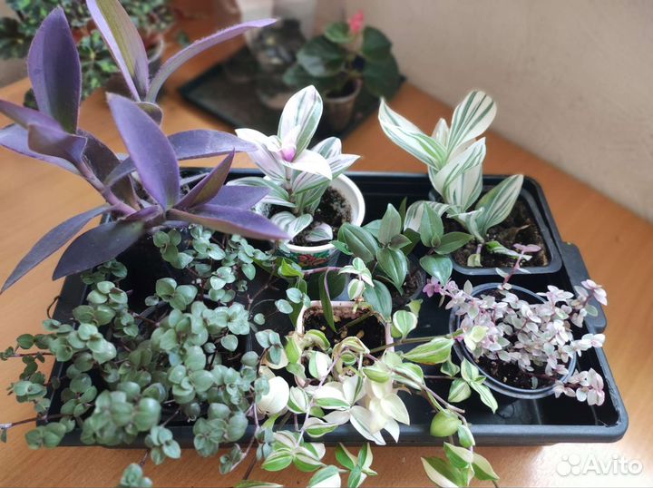 Традесканции и каллизия