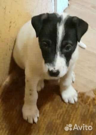 Отдаю щенков в добрые руки