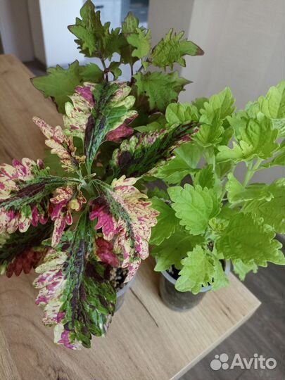 Колеусы - набор