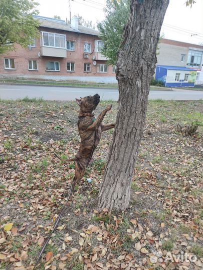 Бесплатно в добрые руки