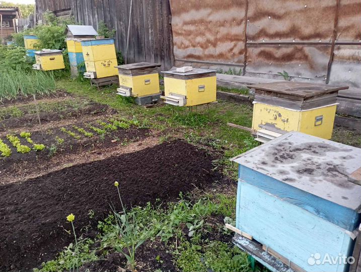 Пчелы и улья