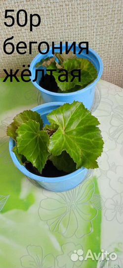 Комнатные цветы