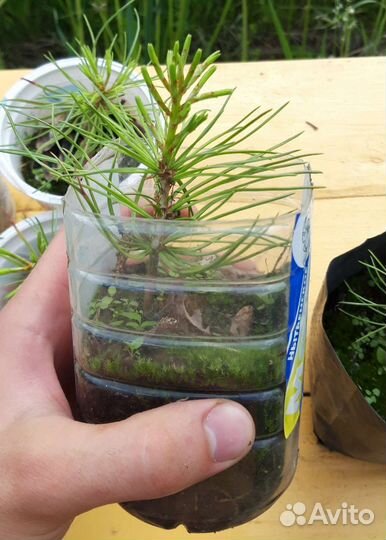 Кедр корейский и сибирский