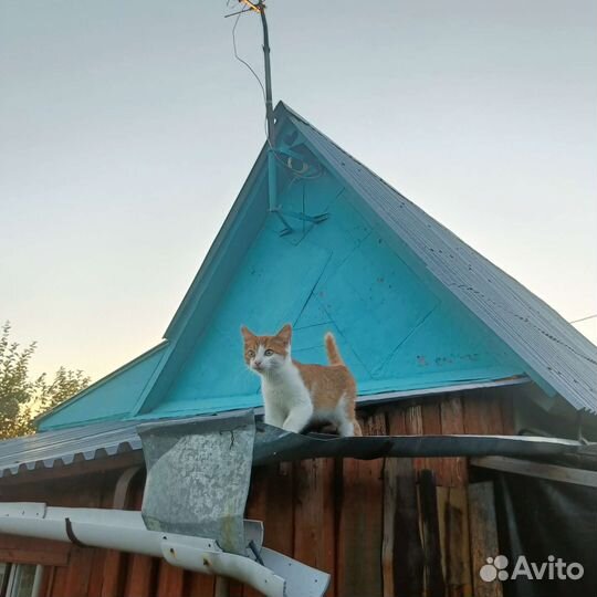 Кошки в добрые руки