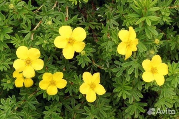 Лапчатка жёлтая