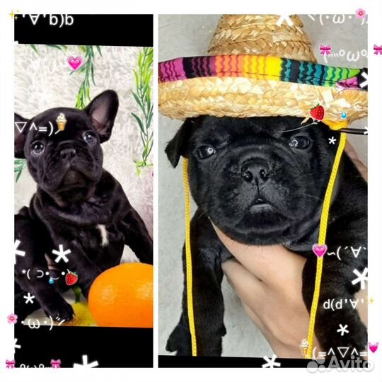 Французский бульдог щенки