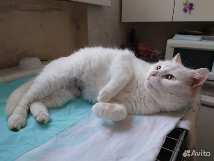Белая кошка