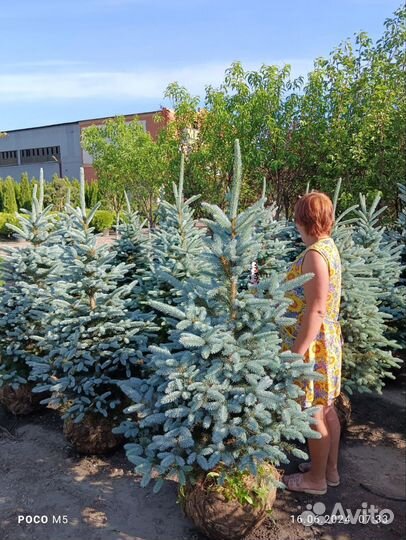 Ель колючая Глаука