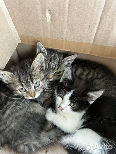 Котята в добрые руки даром