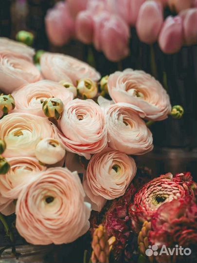 Ранункулюсы