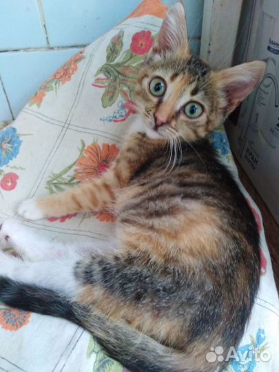 Котята ищут дом