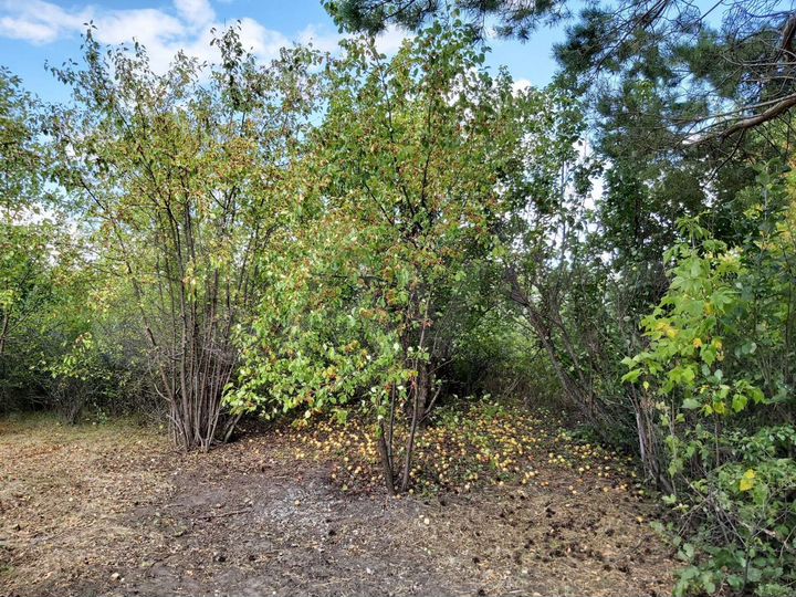 Участок 20 сот. (СНТ, ДНП)