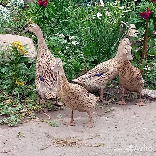 Утки индийский бегунок. Шелковые куры