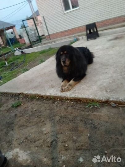 Вязка тибетский мастиф