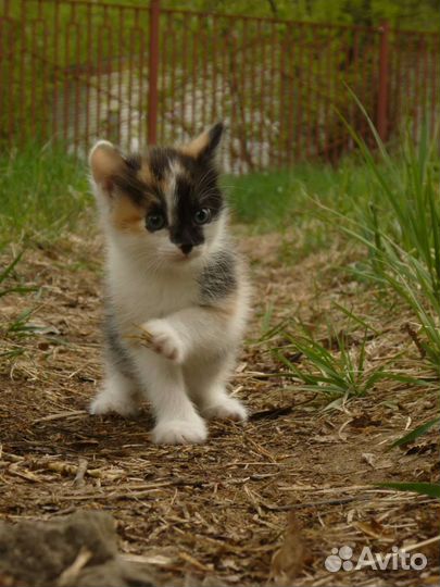 Кошка