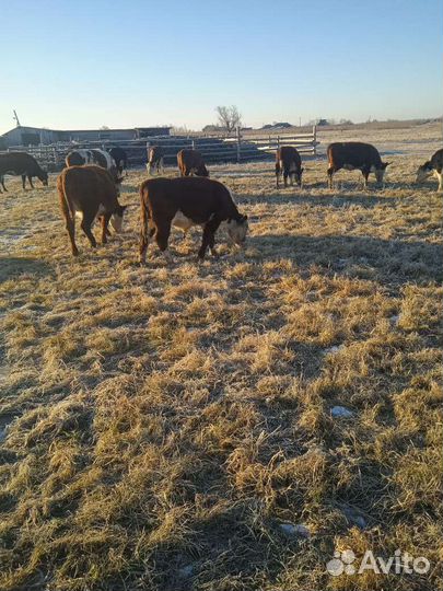 Бычки и телочки 