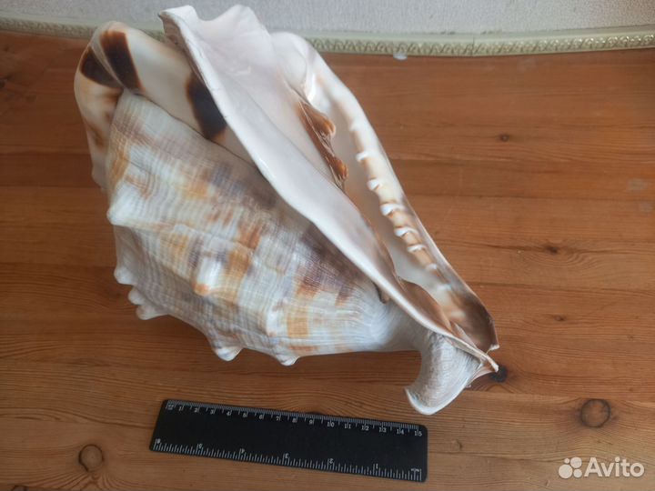 Морская раковина 