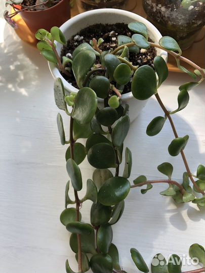 Суккуленты