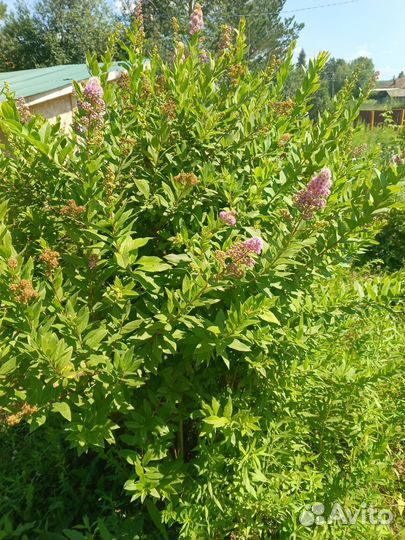 Спирея Дугласа