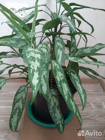 Комнатные цветы