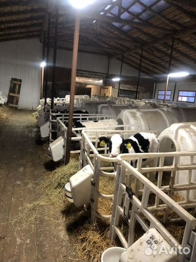 Бычки взрослые