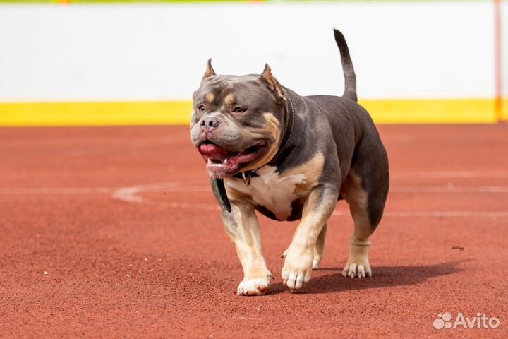 Американский булли вязка