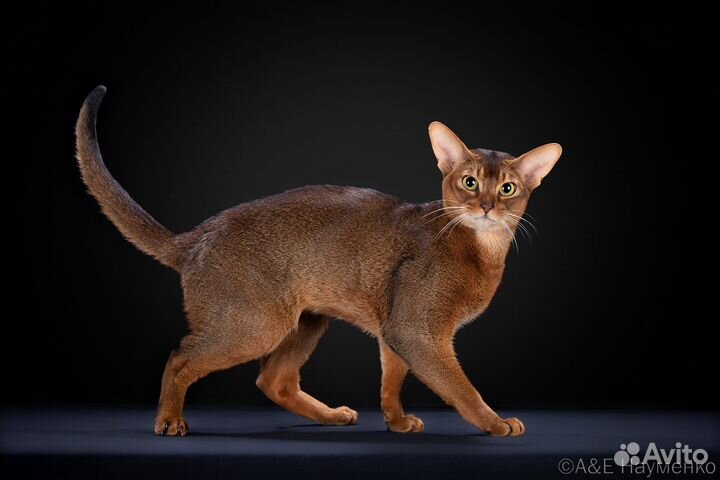 Абиссинский кот в современном типе