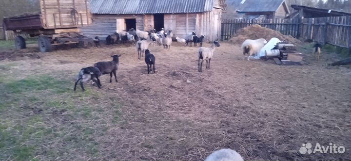 Овцы романовской породы и ягнята на племя