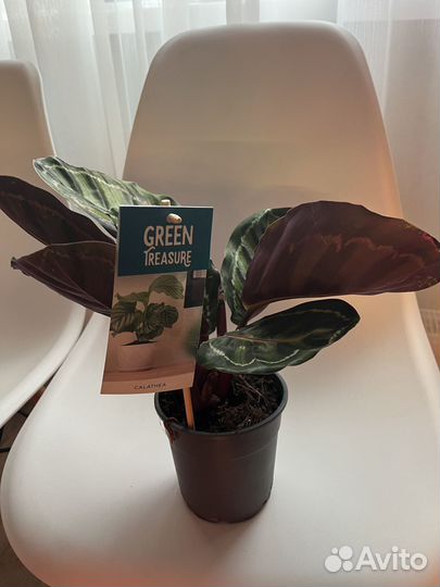 Калатея Медальон, Керховиана, триколор 12\35 см