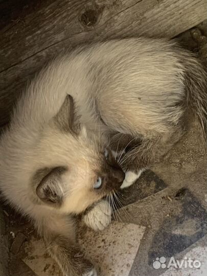 Кошка и кот без породы