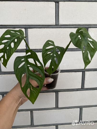 Растения разные