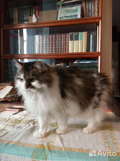 Кошка в дар