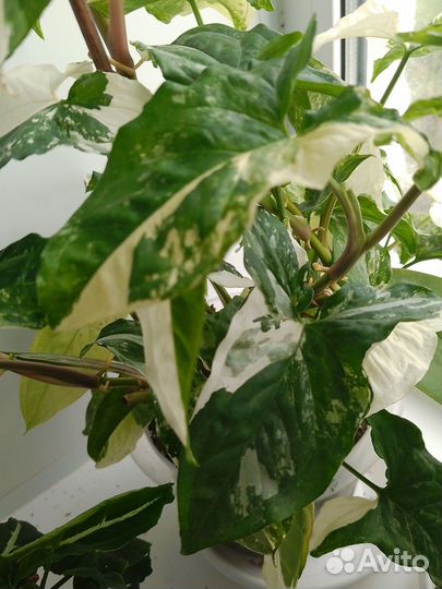 Сингониум imperial white