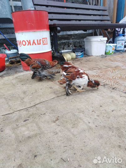 Петушки бентамки