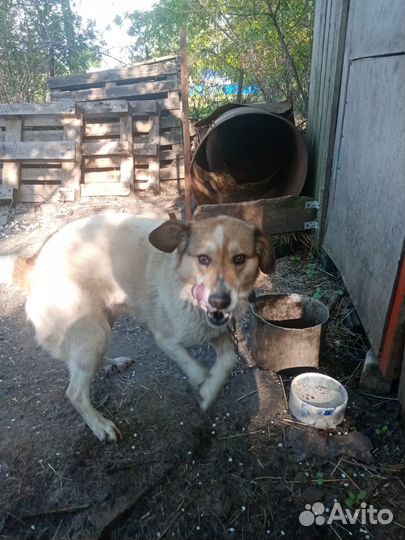 Отдам собаку, взрослый пес