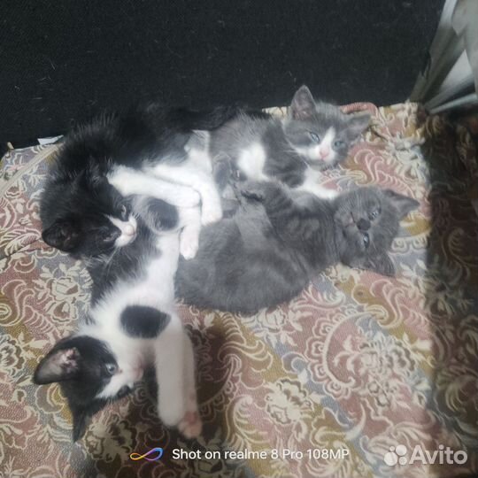 Кошки в добрые руки