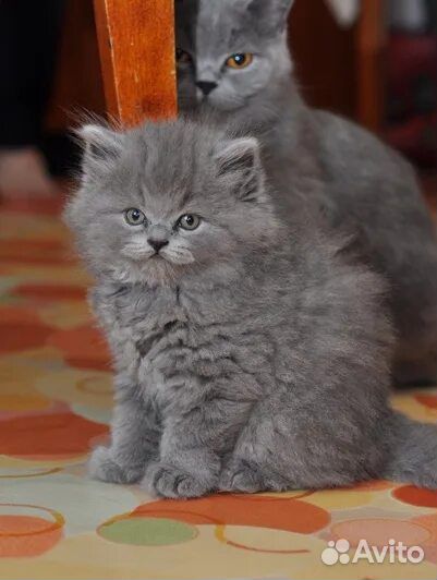 Шотландские котята