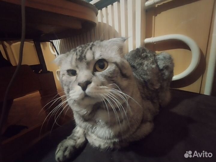 Шотландский вислоухий кот отдам