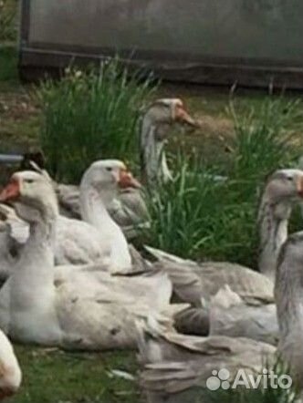 Гуси холмогоры