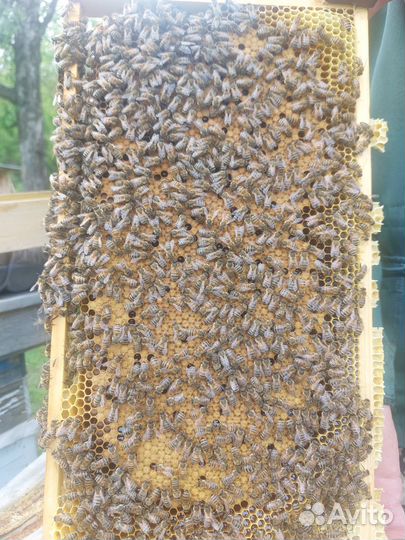 Пчелы,пчелосемьи,пчелопакеты