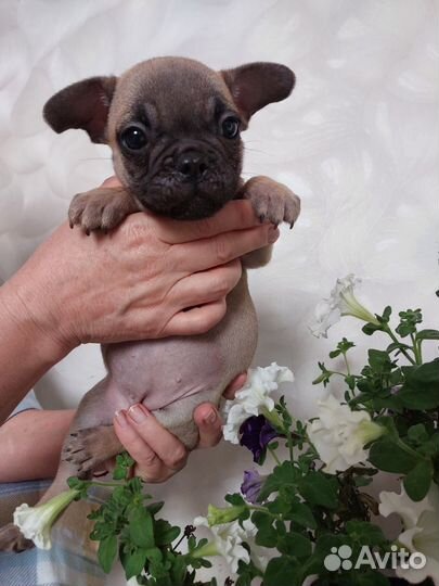 Французский бульдог