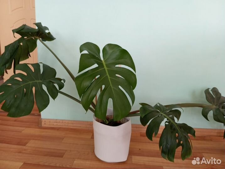 Монстера комнатное растение для больших домов