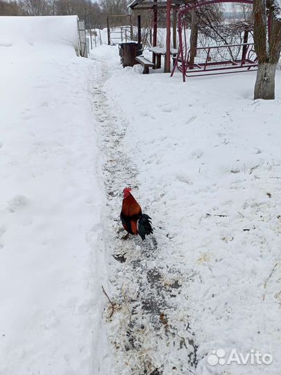 Петушки карликовые индоутки голуби